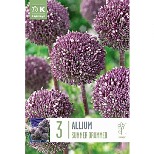 Allium 'Summer Drummer' (3 Bulbs)