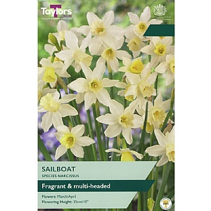 Narcissus 'Sailboat' (5 Bulbs)