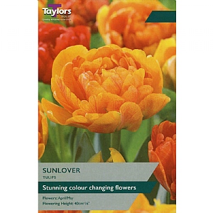 Tulip 'Sunlover' (7 Bulbs)