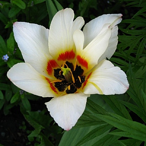 Tulip 'Albion Star' (9 Bulbs)