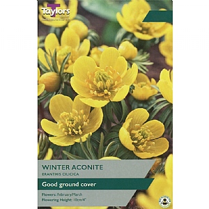 Eranthis cilicica (8 Bulbs)