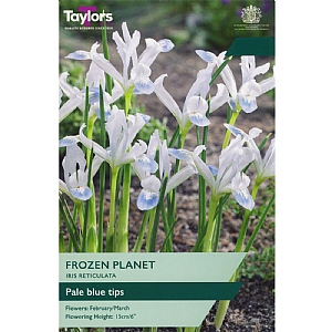 Iris reticulata 'Frozen Planet' (12 Bulbs)