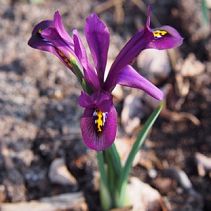 Iris reticulata 'J.S. Dijt' (12 Bulbs)