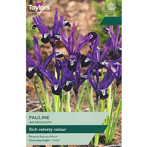Iris reticulata 'Pauline' (12 Bulbs)