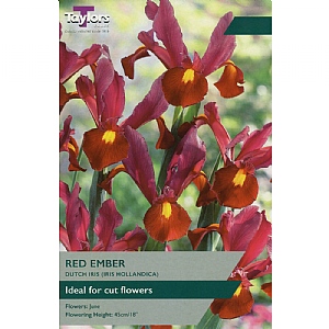Iris hollandica 'Red Ember' (9 Bulbs)