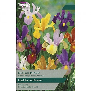 Iris hollandica 'Dutch Mixed' (25 Bulbs)