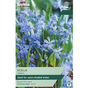 Scilla siberica (15 Bulbs)