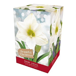 Amaryllis 'Snow Angel' (1 Bulb)
