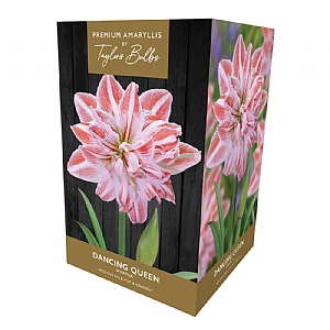 Amaryllis 'Dancing Queen' Gift Pack