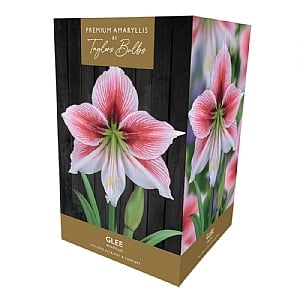 Amaryllis 'Glee' (1 Bulb)