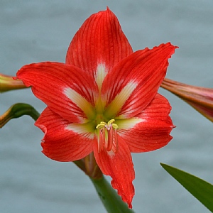 Amaryllis 'Christmas Star' (1 Bulb)