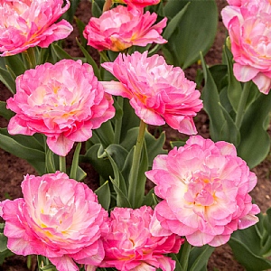 Tulip 'Double Sugar' (8 Bulbs)