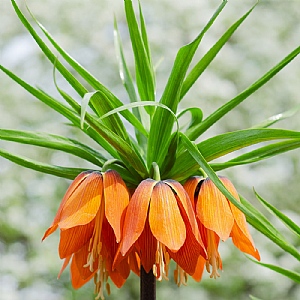 Fritillaria 'Striped Beauty' (1 Bulb)