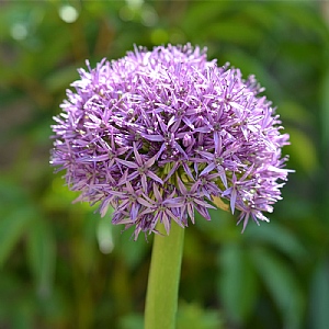 Allium christophii (Bag of 7)