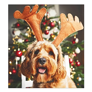 Woodmansterne Merry Woofmas Charity Christmas Cards