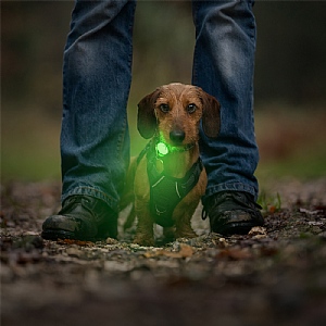 Twiggy Tags TrailFinder Dog Safety Light