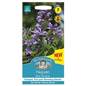 Mr Fothergills Nepeta Blue Panther Seeds