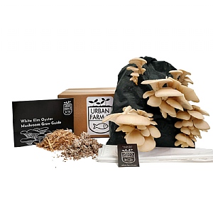 Urban Farm-It White Elm Oyster Mushroom Kit