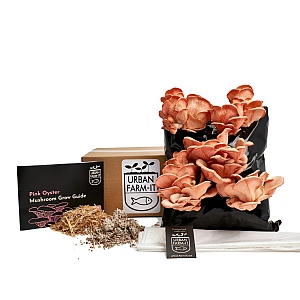 Urban Farm-It Pink Oyster Mushroom Kit
