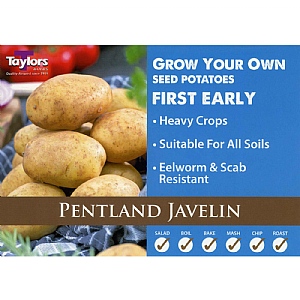Pentland Javelin First Early Seed Potatoes (Bag of 12)