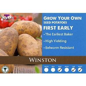 Winston First Early Seed Potatoes (Bag of 12)