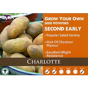 Charlotte Second Early Seed Potatoes (Bag of 12)