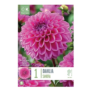 Dahlia 'Sandra' (1 Tuber)