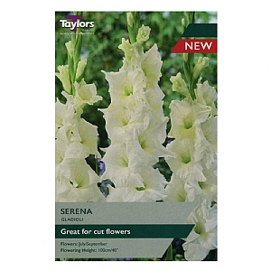 Gladiolus Serena (10 Bulbs)
