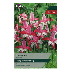 Gladiolus Galaxian (6 Bulbs)