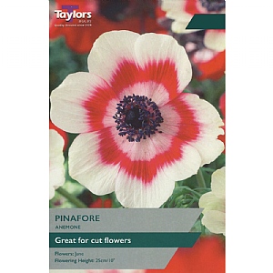 Anemone 'Pinafore' (12 Bulbs)