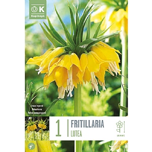 Fritillaria imperialis 'Lutea' (1 Bulb)