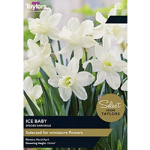 Narcissus 'Ice Baby' (9 Bulbs)