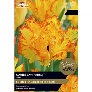 Tulip 'Caribbean Parrot' (5 Bulbs)