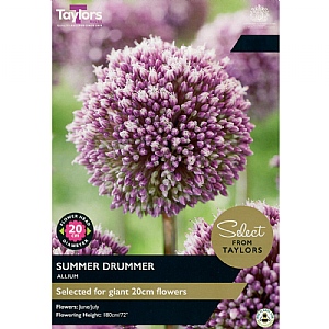 Allium 'Summer Drummer' (7 Bulbs)