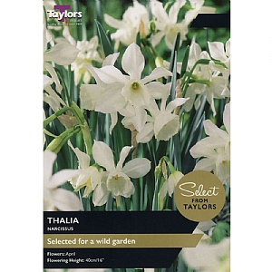 Narcissus 'Thalia' (8 Bulbs)
