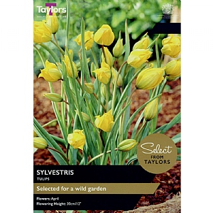 Tulip sylvestris (12 Bulbs)