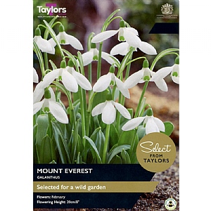 Galanthus 'Mount Everest' (7 Bulbs)