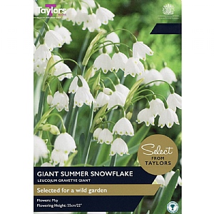 Leucojum 'Gravetye Giant' (7 Bulbs)