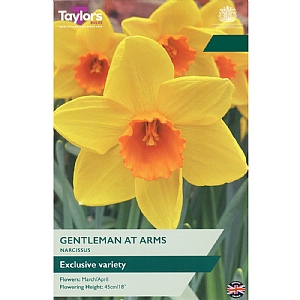 Narcissus 'Gentleman At Arms' (6 Bulbs)