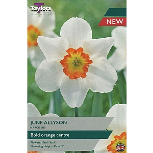 Narcissus 'June Allyson' (7 Bulbs)