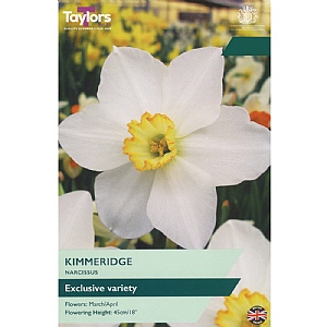 Narcissus 'Kimmeridge' (7 Bulbs)