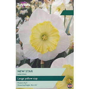 Narcissus 'New Star' (7 Bulbs)