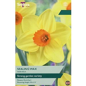 Narcissus 'Sealing Wax' (7 Bulbs)