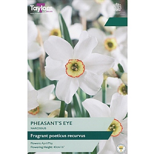 Narcissus 'Pheasant's Eye' (6 Bulbs)