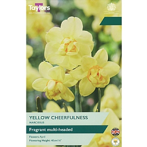 Narcissus 'Yellow Cheerfulness' (6 Bulbs)