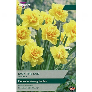 Narcissus 'Jack The Lad' (8 Bulbs)