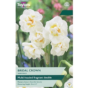 Narcissus 'Bridal Crown' (6 Bulbs)