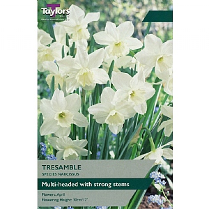 Narcissus 'Tresamble' (6 Bulbs)
