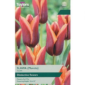 Tulip 'Slawa' (6 Bulbs)