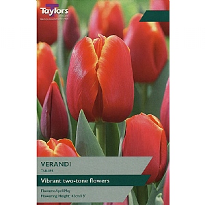 Tulip 'Verandi' (8 Bulbs)